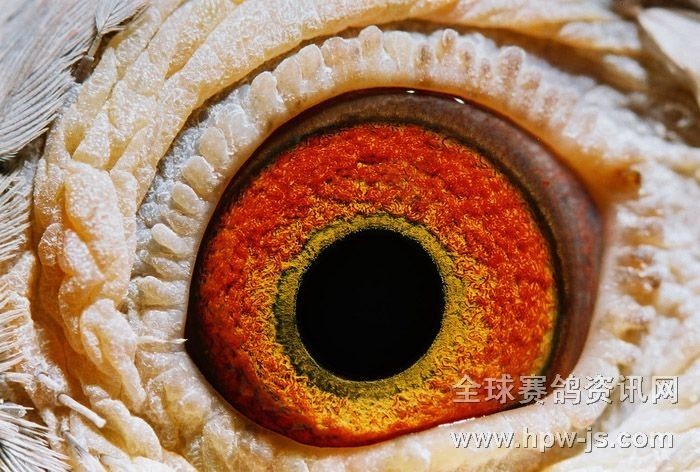 圖二