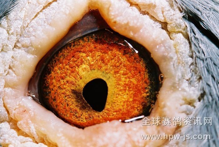 圖五
