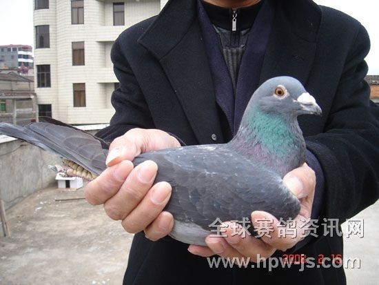 07—047679 ♂(07年秋季第四屆“聯(lián)合杯”決賽南京全市第一羽歸巢,加時三十分鐘后獲9名)