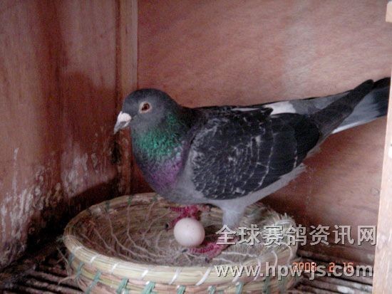 二名母在窩中,昨日剛產(chǎn)下頭蛋