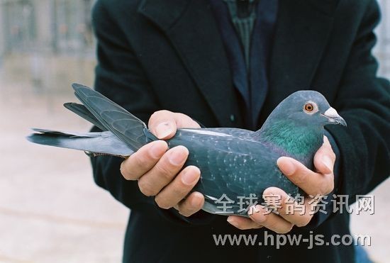 06—166538 ♀ (06年秋季第二屆“聯(lián)合杯”司放上海,5600羽決賽鴿當(dāng)日歸巢五百多羽,本鴿全市第一羽歸巢,于司放當(dāng)日下午3:58分報到。由于福州鴿會規(guī)定郊區(qū)飼養(yǎng)棚按實(shí)際歸巢時間另加三十分鐘,最終本鴿排名第24名。)