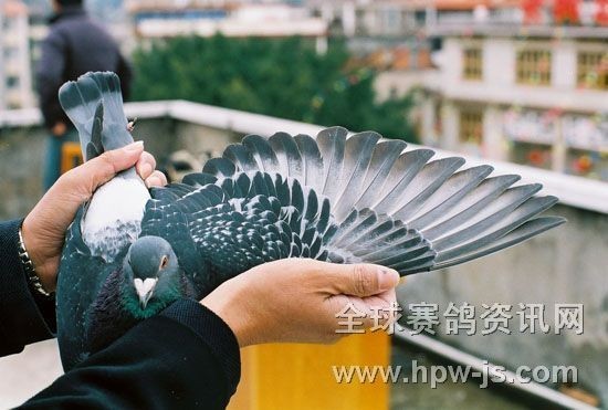 02—051254(南京9名之母) 膀條