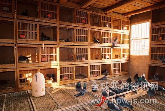 舒適的種鴿舍