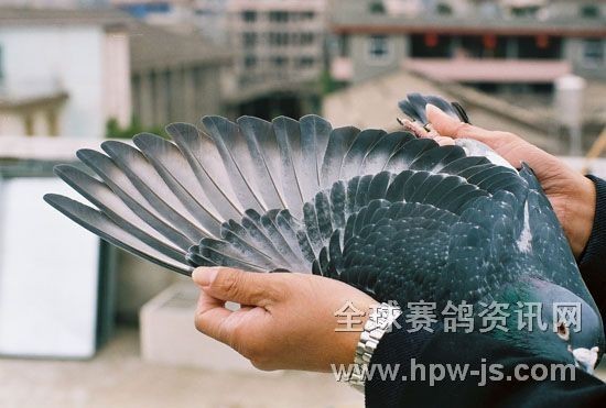 04—041123(南京9名之父) 膀條