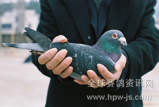 二名母配對雄00—164071(二名母直子)