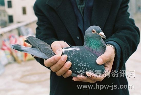 02—051254(南京9名之母)