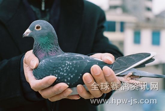 本身96年秋季上海冠軍,直女99秋季上海冠軍,外孫女05夏季上海冠軍,曾外孫女06冬季九江季軍