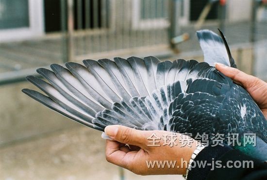 00-164071(二名母直子)膀條