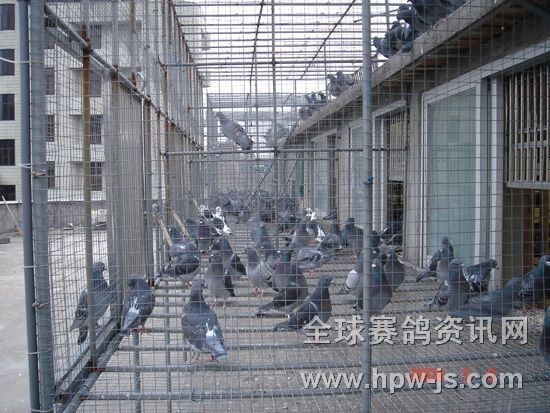 二名母的后代們