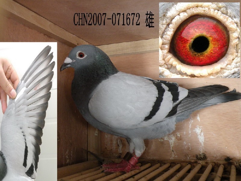 һ׿ӭh(hun)̖(ho)c(din)S