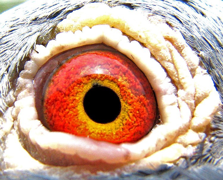  ɣʿ   S  ڶ䌦(du)