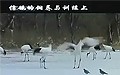 B(yng)ֳ,N,B(yng),B(yng)ֳg,c